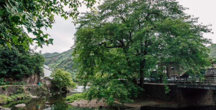 余姚四明山俯视青山绿水村庄古树
