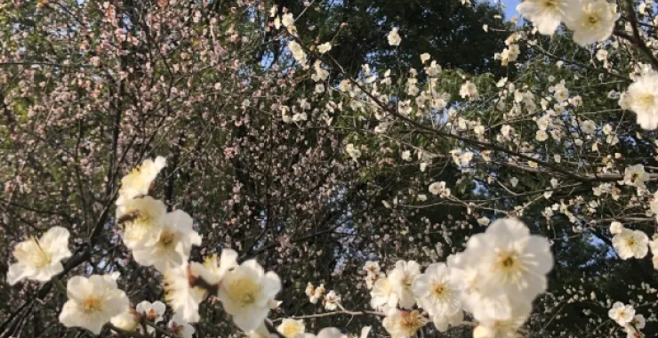 春游春天春日赏花梅花鲜花公园植物春色