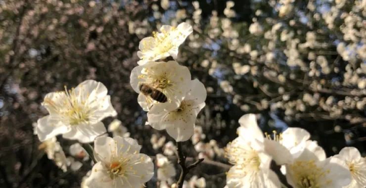 春游春天春日赏花梅花鲜花公园植物春色