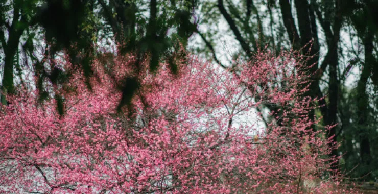 余姚龙泉山中天阁景区景点腊梅梅花龙泉寺王阳明讲学处