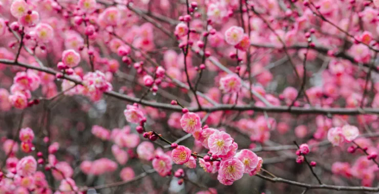 余姚龙泉山中天阁景区景点腊梅梅花龙泉寺王阳明讲学处