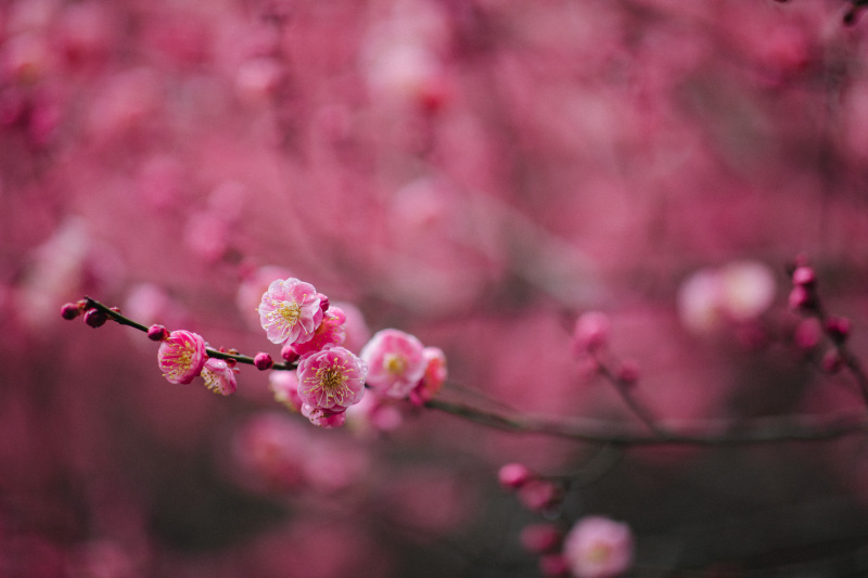 余姚龙泉山中天阁景区景点腊梅梅花龙泉寺王阳明讲学处
