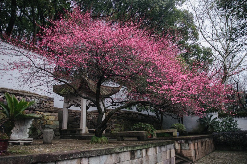 余姚龙泉山中天阁景区景点腊梅梅花龙泉寺王阳明讲学处
