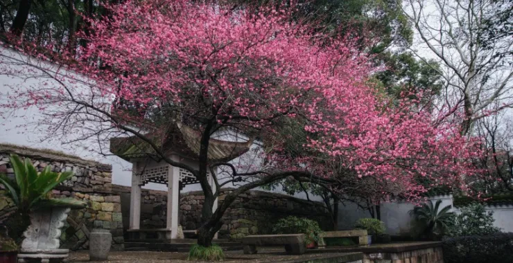 余姚龙泉山中天阁景区景点腊梅梅花龙泉寺王阳明讲学处