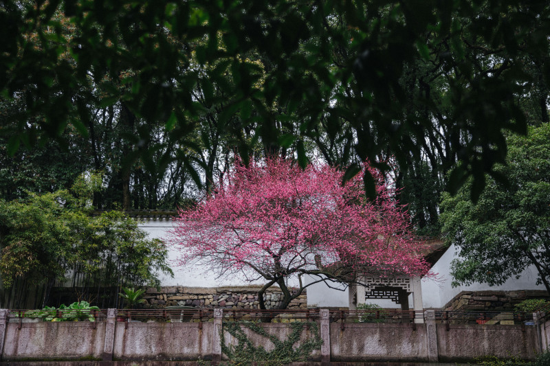 余姚龙泉山中天阁景区景点腊梅梅花龙泉寺王阳明讲学处