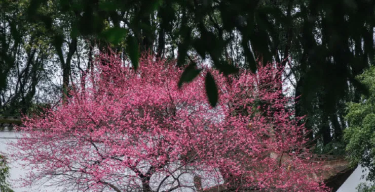 余姚龙泉山中天阁景区景点腊梅梅花龙泉寺王阳明讲学处
