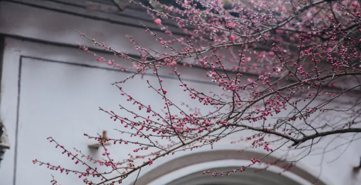 余姚龙泉山中天阁景区景点腊梅梅花龙泉寺王阳明讲学处