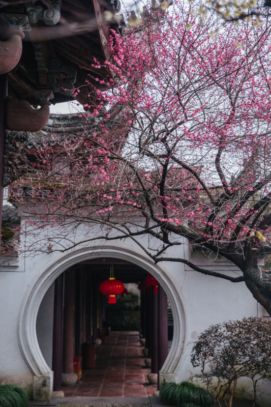余姚龙泉山中天阁景区景点腊梅梅花龙泉寺王阳明讲学处