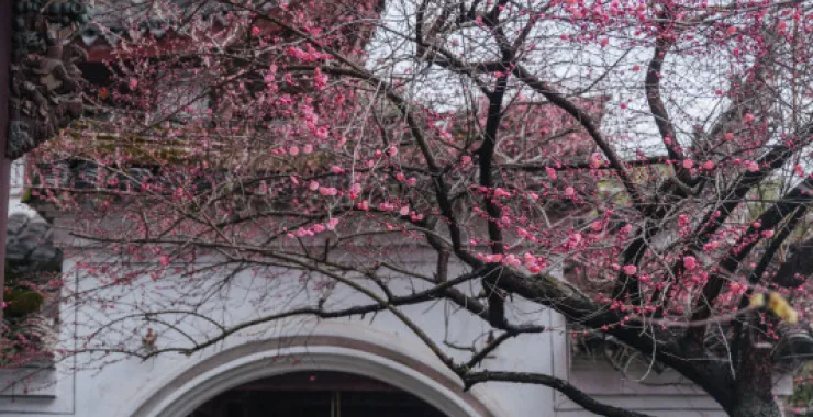 余姚龙泉山中天阁景区景点腊梅梅花龙泉寺王阳明讲学处