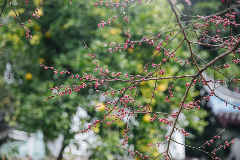 余姚龙泉山中天阁景区景点腊梅梅花龙泉寺王阳明讲学处
