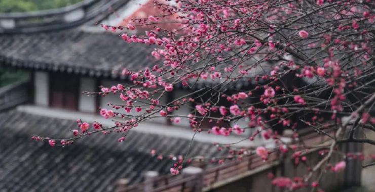 余姚龙泉山中天阁景区景点腊梅梅花龙泉寺王阳明讲学处