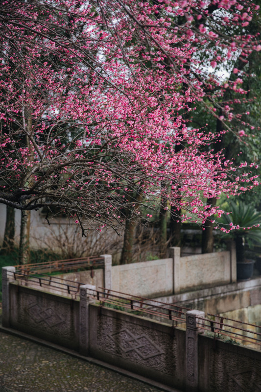 余姚龙泉山中天阁景区景点腊梅梅花龙泉寺王阳明讲学处