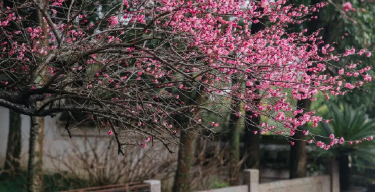 余姚龙泉山中天阁景区景点腊梅梅花龙泉寺王阳明讲学处