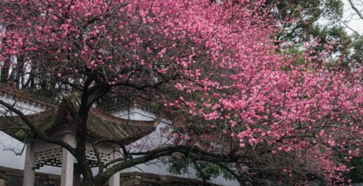 余姚龙泉山中天阁景区景点腊梅梅花龙泉寺王阳明讲学处
