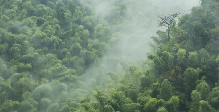 余姚大岚大山里山间云雾缭绕清晨美景航拍俯瞰山路群山青山绿树2