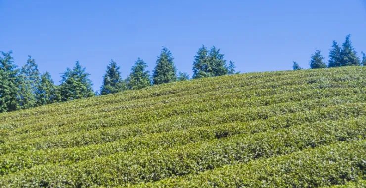 余姚四明山大岚雅庄山地绿色山间植物茶叶农作物