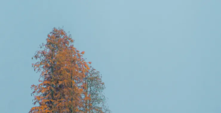 余姚四明湖红杉林美景唯美朦胧湖水划船