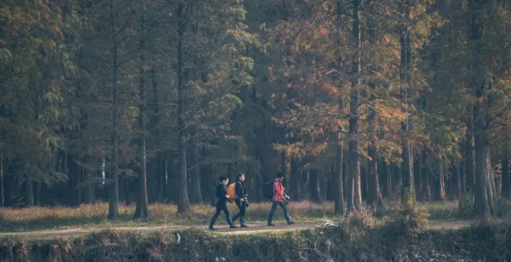 余姚四明湖红杉林美景唯美风景旅游摄影湖水
