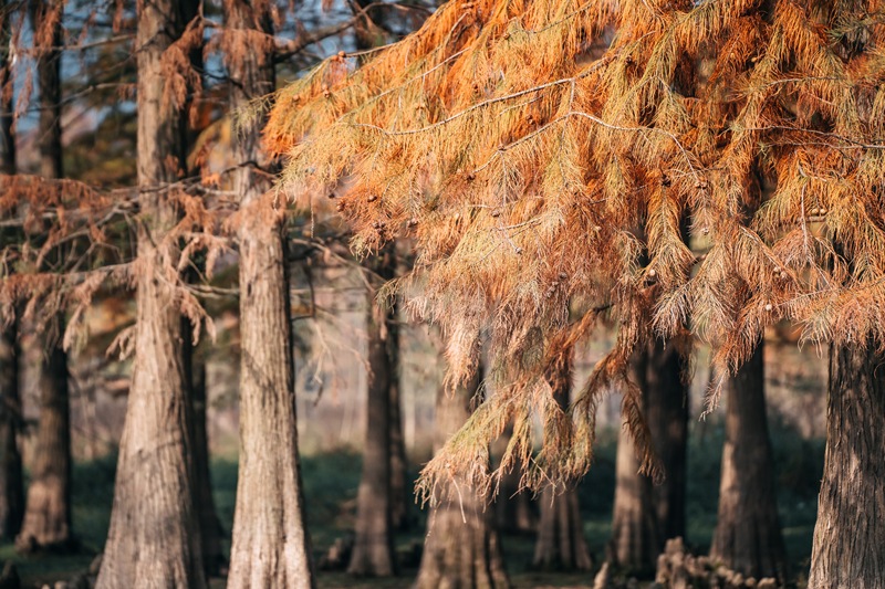 余姚四明湖红杉林美景唯美朦胧湖水网红经典拍照