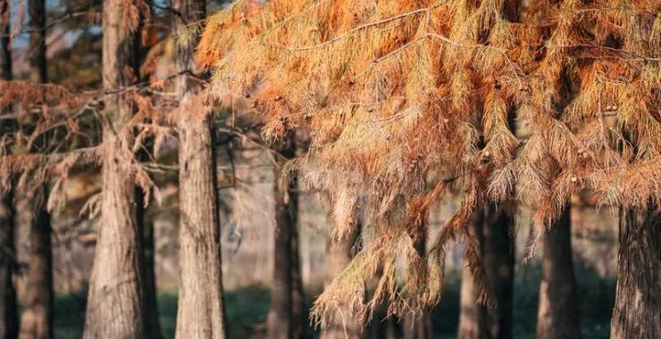 余姚四明湖红杉林美景唯美朦胧湖水网红经典拍照