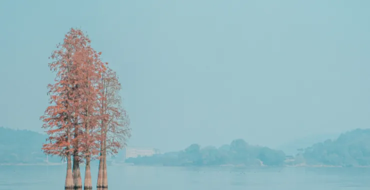 余姚四明湖红杉林美景唯美朦胧湖水网红经典拍照