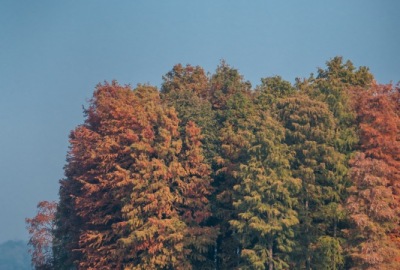 SimilarPics