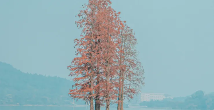 余姚四明湖红杉林美景唯美朦胧湖水网红经典拍照