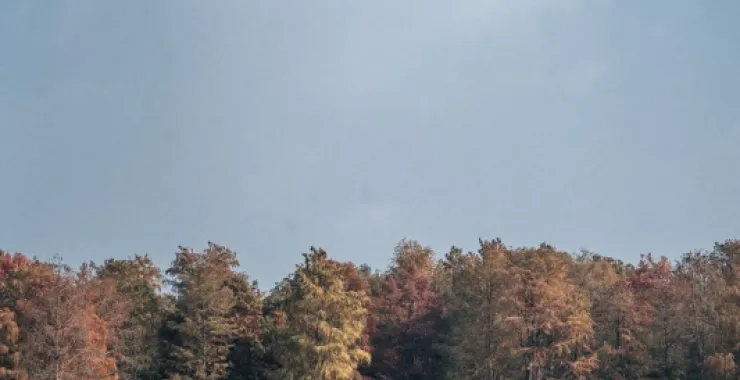 余姚四明湖红杉林美景唯美朦胧湖水网红经典拍照