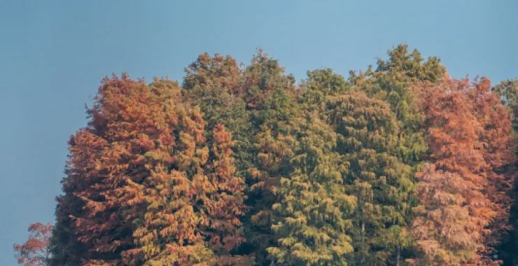 余姚四明湖红杉林美景唯美朦胧湖水网红经典拍照