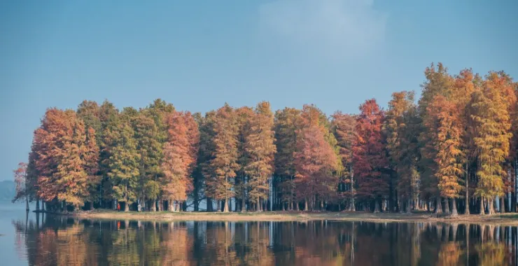余姚四明湖红杉林美景唯美朦胧湖水网红经典拍照