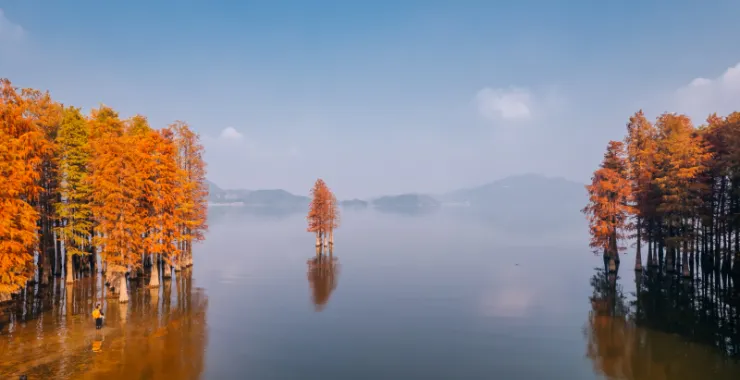 余姚四明湖红杉林美景唯美朦胧湖水网红经典拍照