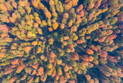 SimilarPics