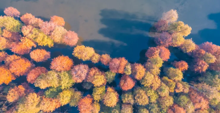 余姚四明湖红杉林美景唯美朦胧湖水俯瞰航拍
