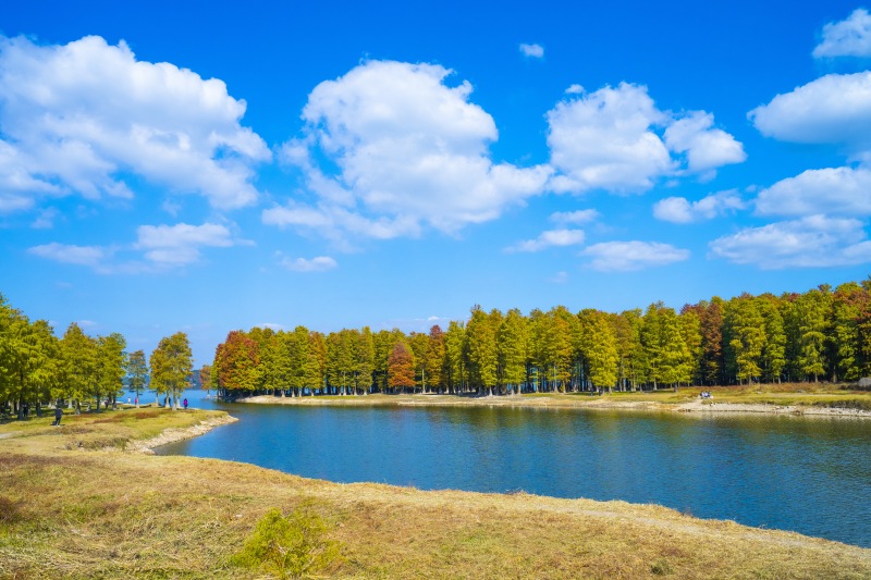 余姚蓝天白云四明湖红杉林网红打卡拍照风景景点