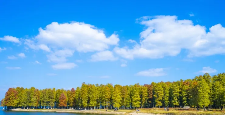 余姚蓝天白云王阳明祖居地四明湖红杉林网红打卡拍照风景景点