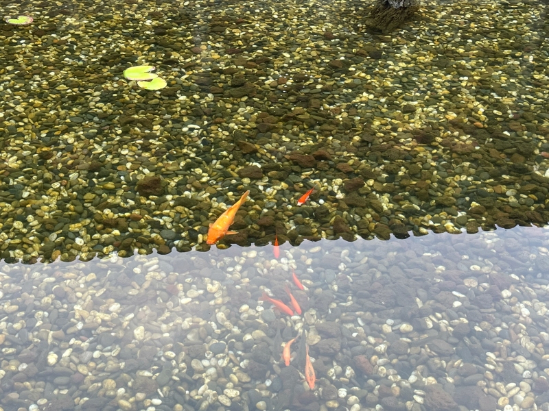 宁波天一阁博物院 旅游景点打卡金鱼