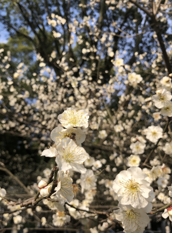 春游春天春日赏花梅花公园植物春色鲜花