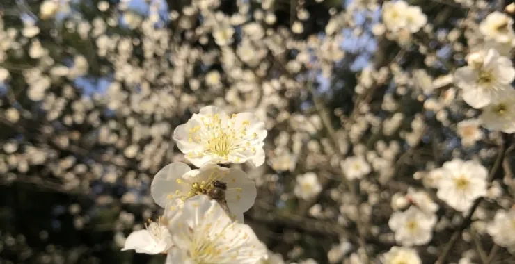 春游春天春日赏花梅花公园植物春色鲜花