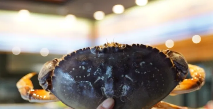 海鲜珍宝蟹鲜美美食