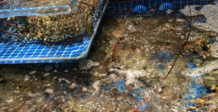 美食网红小海鲜打卡餐厅龙虾海螺