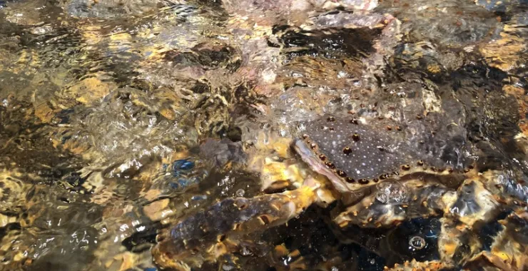 美食网红小海鲜打卡餐厅螃蟹