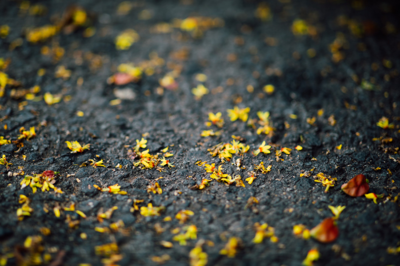 余姚万达金街雨后地面落叶落花黄花花瓣