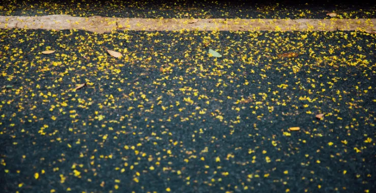 余姚万达金街雨后地面落叶落花黄花花瓣