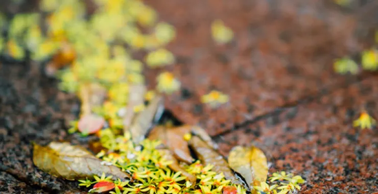 余姚万达金街雨后地面落叶落花黄花