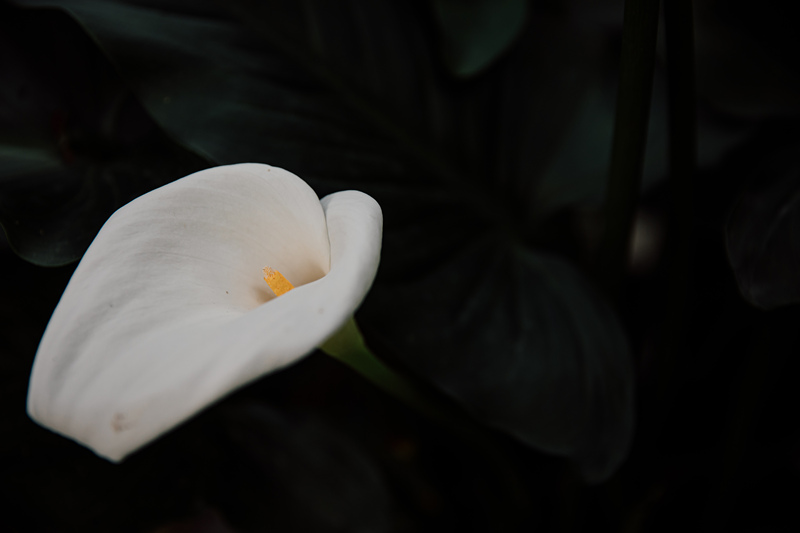 余姚春天花春色花卉鲜花绿植植物公园