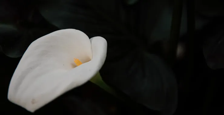 余姚春天花春色花卉鲜花绿植植物公园