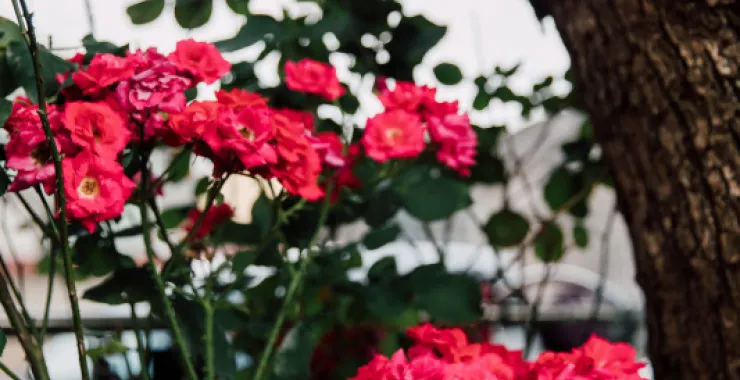 余姚春天花春色红花花卉鲜花绿植植物公园