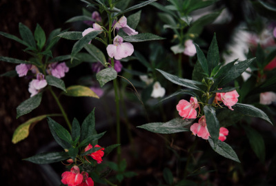 余姚春天花春色红花花卉鲜花绿植植物公园