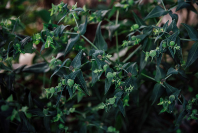 余姚春天花春色花苞花卉鲜花绿植植物公园