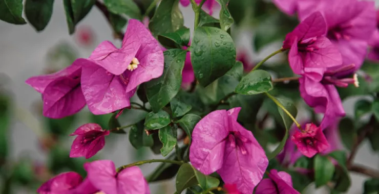 余姚春天花春色红花花卉鲜花绿植植物公园